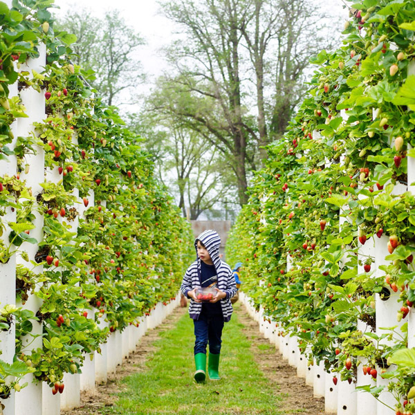 The-Strawberry-Forest-Bacchus-Marsh Local Attractions