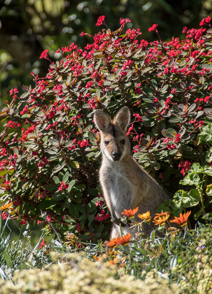 Wildlife-sanctuary Wildlife sanctuary
