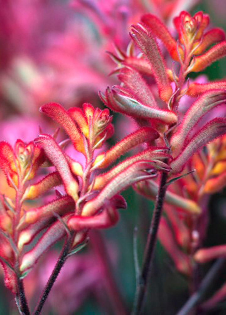 kangaroo-paw Kangaroo Paw